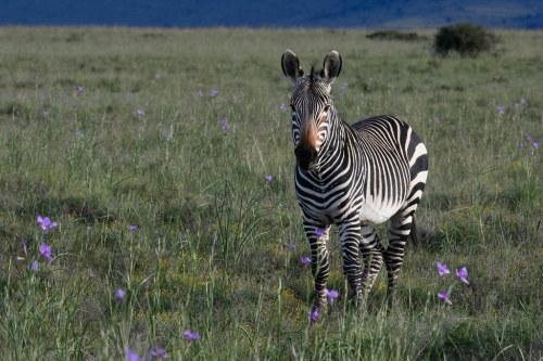 Cape mountain zebra (Equus zebra zebra) at Mountain Zebra National Park in South AfricaDuncan Wallac