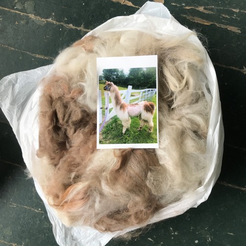 Fresh off the llama!(The llama in this case is Indy, of Autumn Hill Llamas & Fiber farm in NY.)