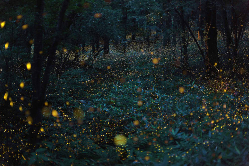 asylum-art:  Japan’s Natural Light Shows Photographed by Takehito Miyatake Japanese