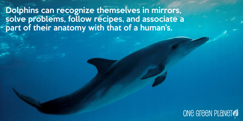 Still Think Humans are the Most Intelligent Animals? Here’s Why Whales and Dolphins Have us Beat