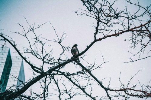 Bird in the city