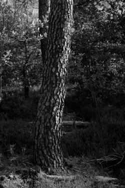 christopher-warren: “Portrait of a tree”