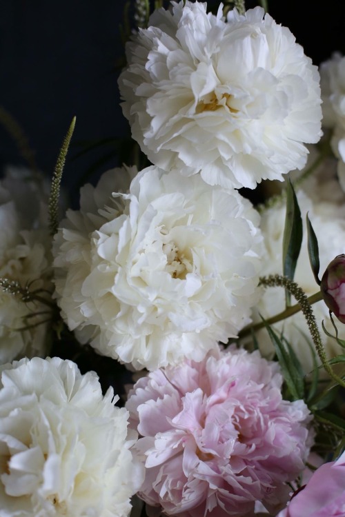 botanic-art: Peony love