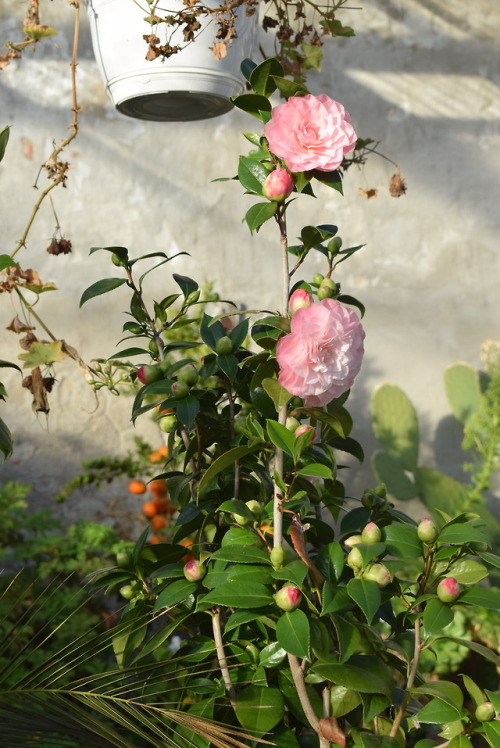 nordicsublime: amellia in the greenhouse