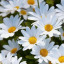 autumnaldaisy