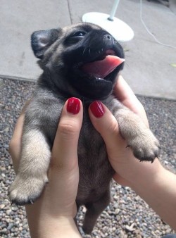 awwww-cute:  Rise and Shine Buddy! 