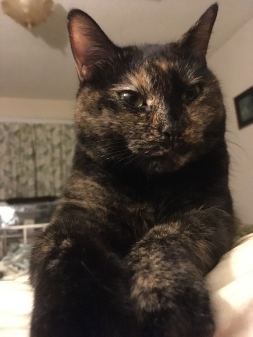 star-anise:She sits on my chest and tucks her front paws under my chin