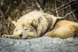 isawatree:  Relaxing Grey Wolf by Martin Goudreau 