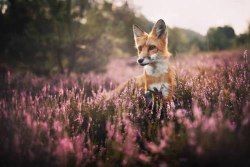 everythingfox: Free Fox Photo by Grzegorz Bukalski