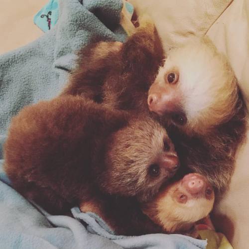 Spending my birthday weekend at @toucanrescueranch with some of my favorite people and sloths! Look 