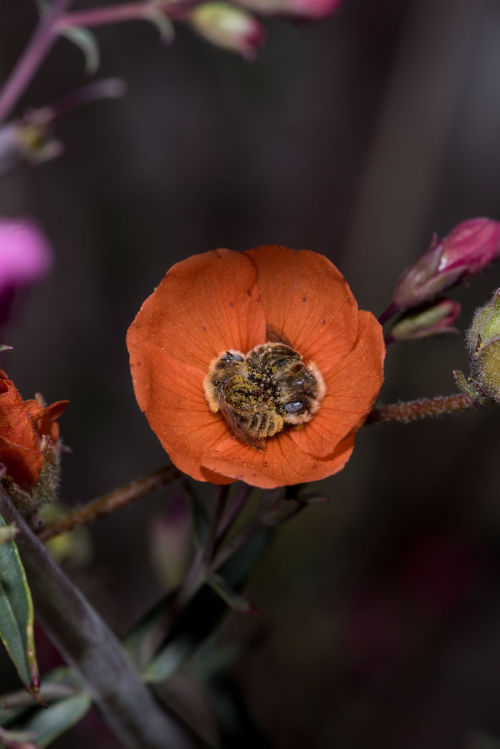 platycryptus: catsbeaversandducks: Wildlife photographer Joe Neely captured two bees snuggling in a 