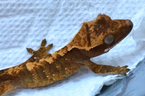 snoots-and-boops:Updated shots of Sidera, little baby is settling in well!