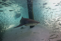 thelovelyseas:  Lemon Shark by scott1e2310 on Flickr.