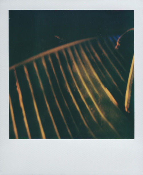 Testing out some old polaroids to sell. If you need an sx-70, let me know. Selling a limited edition