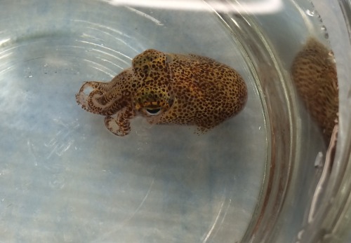 casualdorkpatrol: currentsinbiology: squidscientistas: Bobtail squid can control whether their skin 