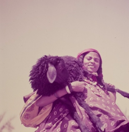 Algeria. Woman from Tabelbela in traditional attire carrying a black ewe, 1960.Dominique Champault.