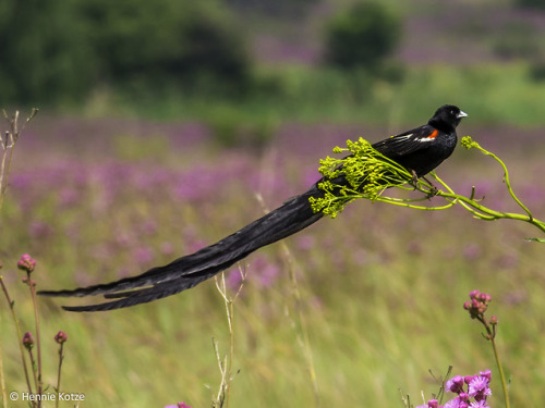 lovingexotics: Long-Tailed Widowbird Euplectes progne Source: Here