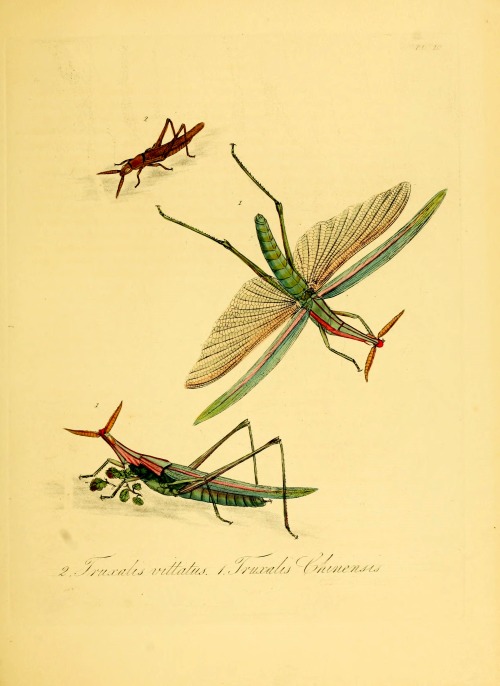 wapiti3:Natural history of the insects of China ; By Donovan, E. (Edward), 1768-1837 Westwood, J. O.