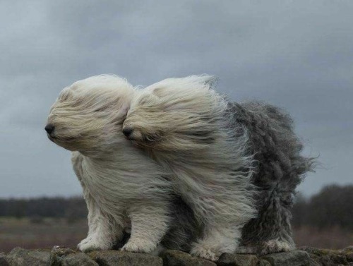 mycountryliving:~ March winds