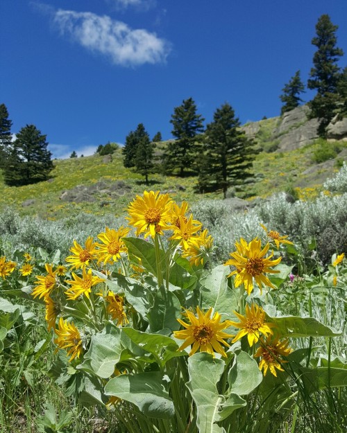 Balsamorhiza sagittata “Arrowleaf Balsamroot” AsteraceaeTobacco Root Mountains, MTJune 3