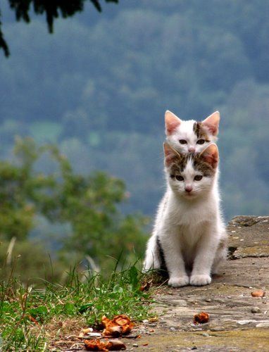 Castiglione di Garfagnana, Province of Lucca, Italy (via route324.). #Cats on clipzine.me.