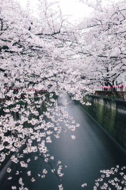 banshy:  Meguro River // Takashi Yasui 