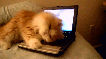 Facebook vs Tumblr Cat edition