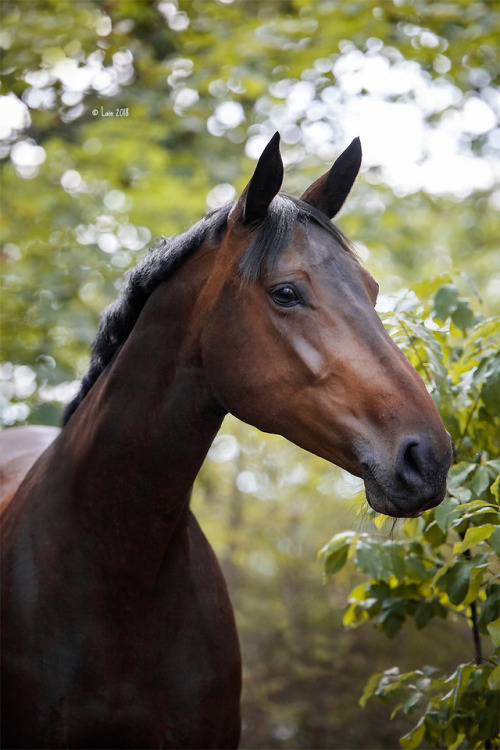 lainphotography:Horses of my riding stable.