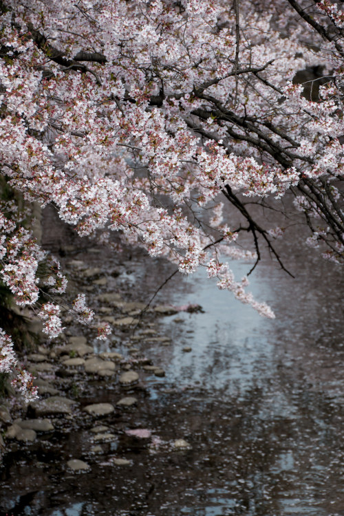 桜　降る By : Youichi Uchiyama