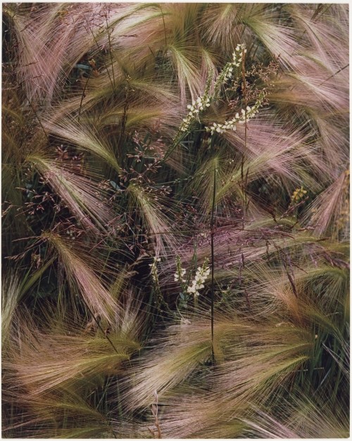 luz-natural:  eliot-porter-1901-1990-foxtail-grass 