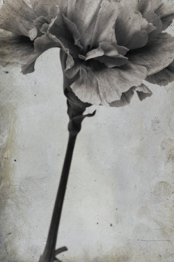 stanford-photography:  Carnation On Damaged Glass Plate 