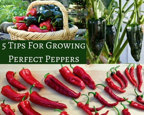 (via 5 Tips For Growing Perfect Peppers | Homemade Food Junkie) 