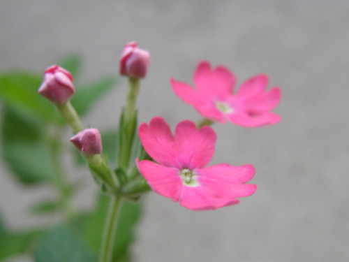 daisypod-moved: these pics are awful but heres my verbena