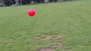 kubcake1:  huffingtonpost:  Behold the majestic dog. See more derpy pups here.  I love the red ball lol