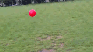 gifsarefunny:  Dog launch  Flying mini dog acrobatics!!
