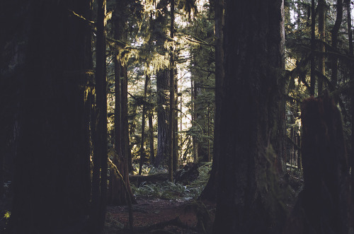 deeplovephotography:Walking with giants >> Cathedral Grove, Vancouver Island  instagram | flickr | facebook