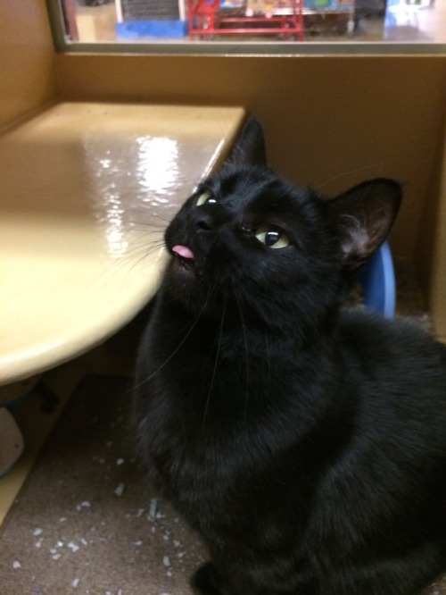 thescholarlystrumpet:I got to play with rescue kitties today and the blep was strong with this sweet