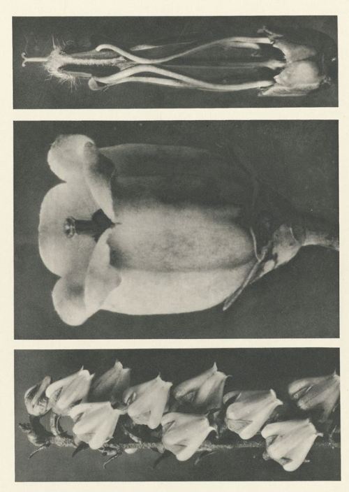 nobrashfestivity: Karl Blossfeldt, Botanical Photographs, Late 1920′s Rijksmuseum