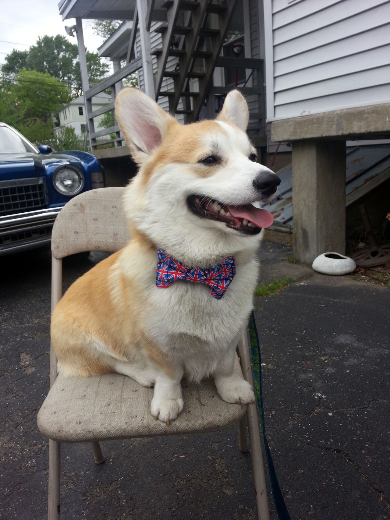 machetecorgez:  dapper little muffin 