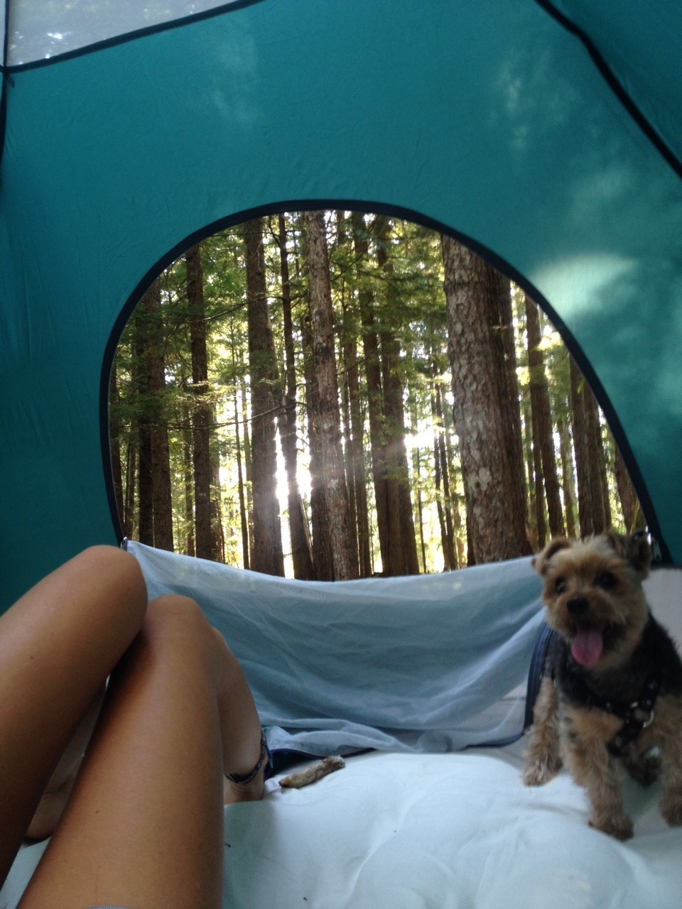 chanel-tiger:Camping with coco