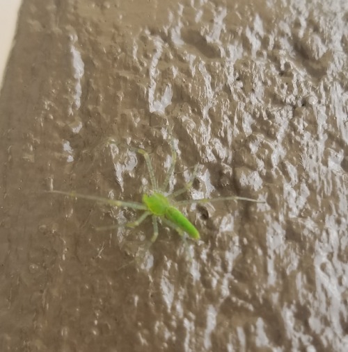 This lil guy is about the size of a thumbnail and was seen in southern arizonaThis is one of the Lyn