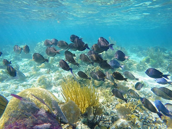 travelingdorks:  Felt like swimming in a giant aquarium, only but the marine lives