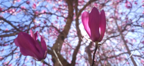 And Here Are Some More.. These Are Japanese Magnolias. I Don't Know What The Last Tree Was, I Forgot