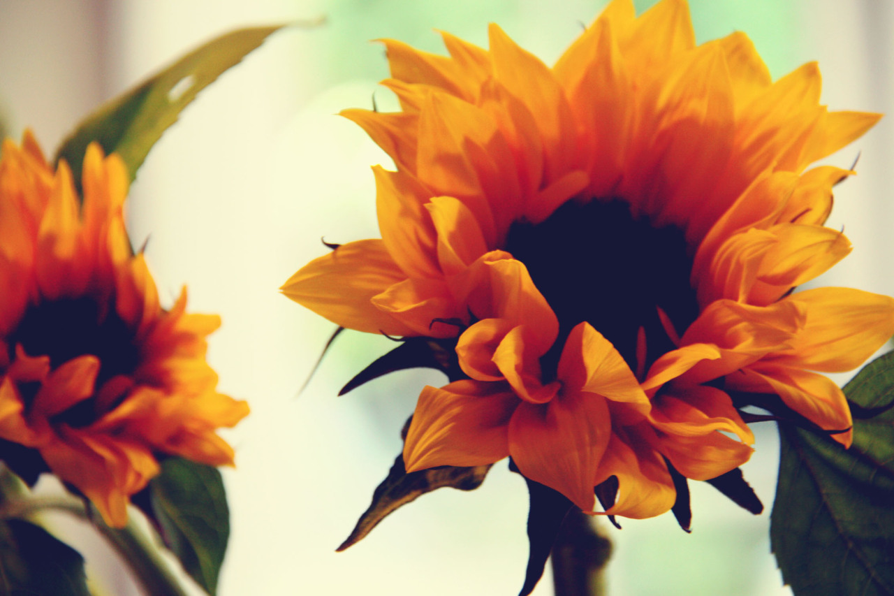 athousandsweetkissies:  sunflowers  