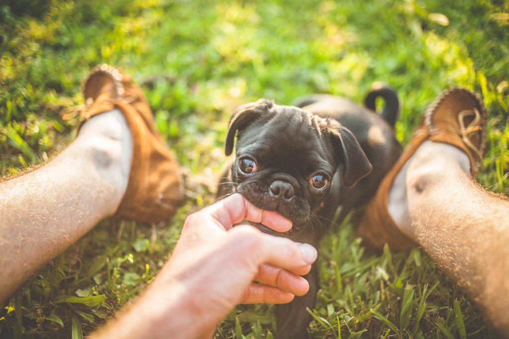 randyhernz:  I haven’t posted in awhile, so heres a picture of my friends pug puppy.