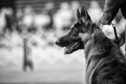 thenewetd:  Best in Show - Wildwood Kennel Club Dog Show - KristinCastenschiold - From The Dog Blog