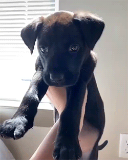 fluffygif:  The cutest little lab we’ve