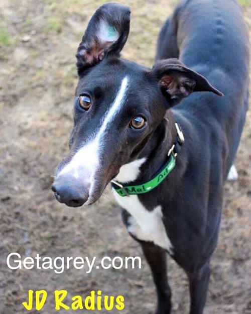 Tuxedo Thursday! Radius is a happy bouncy boy. He&rsquo;s also extremely handsome and sweet, and his