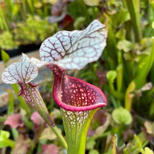 At @pdxpitchers here is late pitcher on the new cultivar S. Catrin Claire. One of the most spectacul