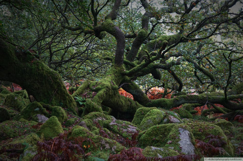 alrobertsphotography:Oak Woods, Dartmoor UK